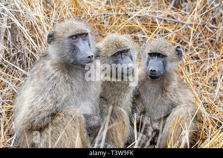 Ein Trio junger Chacma Paviane im südlichen afrikanischen Savanne sitzen Stockfoto