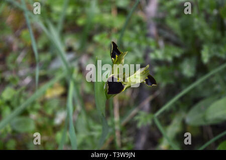 Close-up ist eine schöne Schlange - Kopf, Witwe, Iris, Iris Tuberosa, Natur, Makro Stockfoto