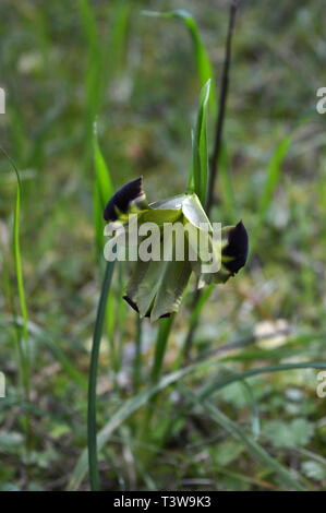 Close-up ist eine schöne Schlange - Kopf, Witwe, Iris, Iris Tuberosa, Natur, Makro Stockfoto