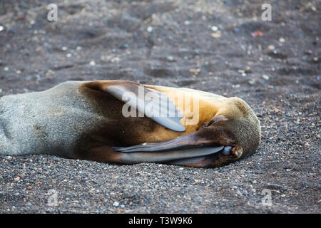 Antarktis, Arctocephalus gazella auf Deception Island, South Shetland Islands, Antarktis. Stockfoto