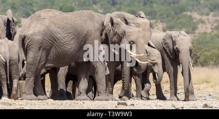 Eine Herde Elefanten Trinken an einem Wasserloch, weite Landschaft Format, Lewa Wüste, Lewa Conservancy, Kenia, Afrika Stockfoto