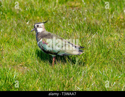 Die Sonne die Farben eines Kiebitze Gefieder in der Nähe von Marshaw, Lancaster, Lancashire. Das Ackerland Vogel hat deutliche Rückgänge hinnehmen Recen Stockfoto