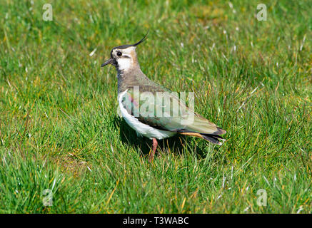 Die Sonne die Farben eines Kiebitze Gefieder in der Nähe von Marshaw, Lancaster, Lancashire. Das Ackerland Vogel hat deutliche Rückgänge hinnehmen Recen Stockfoto