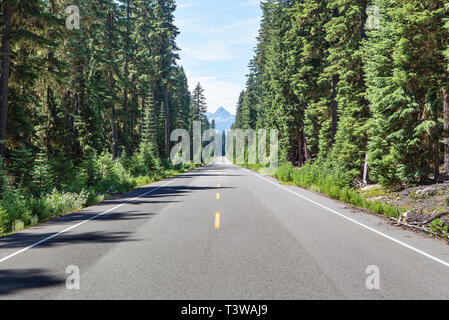 Immergrüne Bäume, die entlang der Landstraße Stockfoto