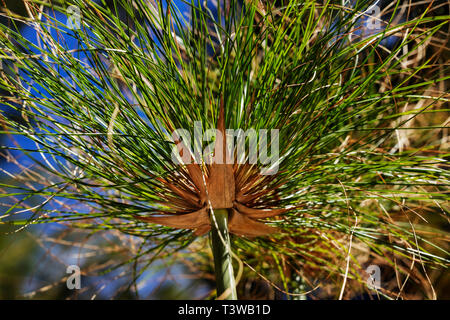 Schöne papyrus Segge - Cyperus papyrus - Detail, ein Stamm mit einem Cluster von dünnen, hellen grünen Stengel Stockfoto