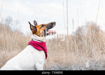 Smooth Fox Terrier portrait. Junge Hund genießt schöne Wetter und sitzt im hohen Gras verblasst, Spring Season Stockfoto