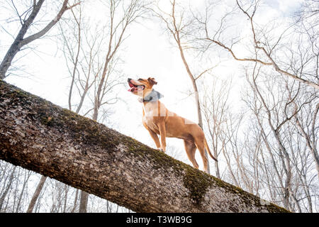 Abenteuer Hund in den Wald. Happy Staffordshire Terrier klettert ein im Wald anmelden und genießt, gesunden, aktiven Lebens, hero Schuß anzeigen Stockfoto