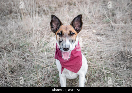 Porträt eines niedlichen glatten Fuchs Terrier. Glücklich lächelnder Welpe im Bandana, der auf dem Gras sitzt und die Kamera anschaut Stockfoto