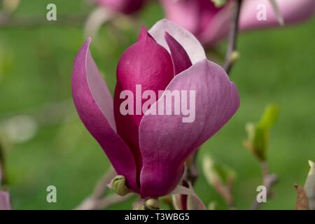 Magnolie Blüten im Frühjahr entlang der South Lawn des Weißen Hauses April 8, 2019 in Washington, DC. Stockfoto