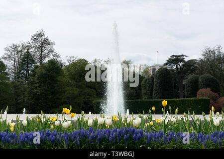 Tulpen und Stiefmütterchen blühen im Frühling in der Umgebung des Brunnen auf dem Rasen des Weißen Hauses April 8, 2019 in Washington, DC. Stockfoto