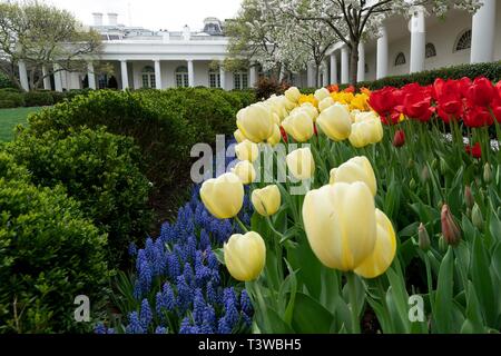 Tulpen und Stiefmütterchen blühen im Frühling im Rosengarten des Weißen Hauses April 8, 2019 in Washington, DC. Stockfoto