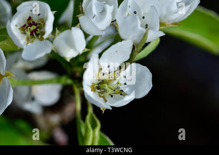 In der Nähe von Blüten auf Birnbaum (Pyrus Communis), Birnbaum im Garten Stockfoto