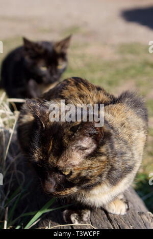 Katzen in das Kloster Lozen t. Spas', in der Nähe von Sofia, Bulgarien Stockfoto