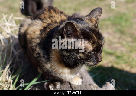 Katzen in das Kloster Lozen t. Spas', in der Nähe von Sofia, Bulgarien Stockfoto