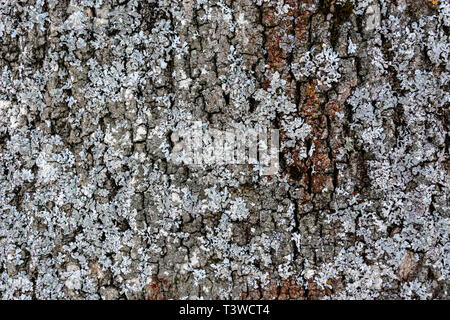 Graue Moos auf die Rinde eines Baumes, Textur, Hintergrund 2019 Stockfoto