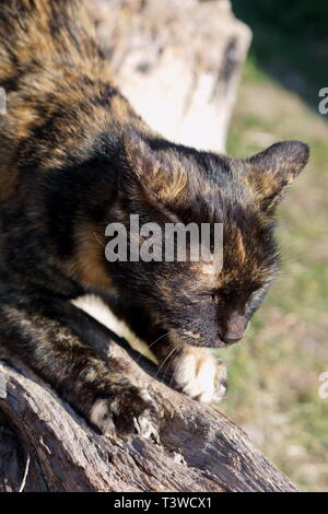 Katzen in das Kloster Lozen t. Spas', in der Nähe von Sofia, Bulgarien Stockfoto