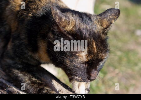 Katzen in das Kloster Lozen t. Spas', in der Nähe von Sofia, Bulgarien Stockfoto