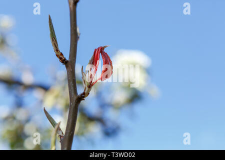 Zarte junge Blätter sprießen von Zweig der Birnbaum, mit blauem Himmel und blühen. Stockfoto
