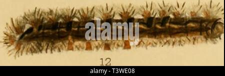 Archiv Bild von Seite 10 der Schmetterlinge der Philippinischen Inseln Stockfoto