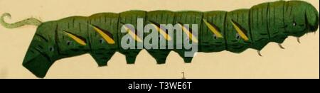 Archiv Bild ab Seite 14 von Die Schmetterlinge der Philippinischen Inseln Stockfoto