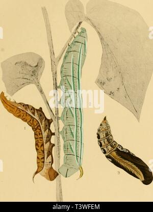 Archiv Bild von Seite 26 der Schmetterlinge der Philippinischen Inseln Stockfoto
