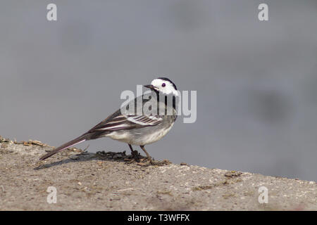 Pied Bachstelze Motacilla alba yarrellii stehend an der Wand Stockfoto