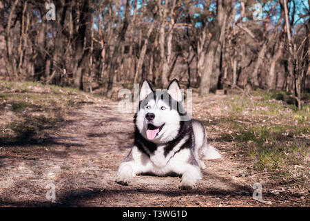 Husky Hund lacht und zeigt Zunge, erfreut Malamute liegt im Wald auf dem Boden und sieht auf. Stockfoto