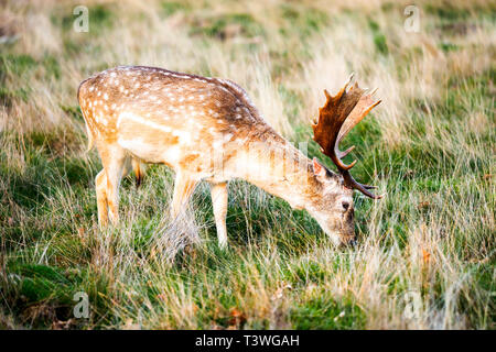 Rotwild im Richmond Park - Greater London, England Stockfoto