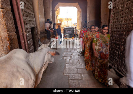 Kuh und eine Gruppe von lokalen Rajasthani Frauen in Jaisalmer Fort, Rajasthan, Indien Stockfoto
