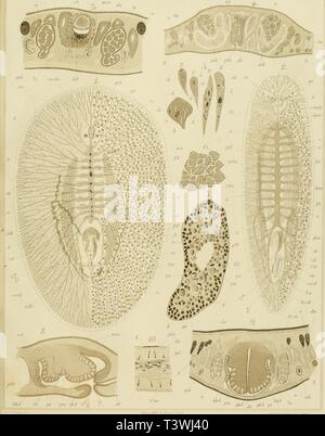 Archiv Bild von Seite 58 der Sterben polycladen (seeplanarien) des Golfes Stockfoto