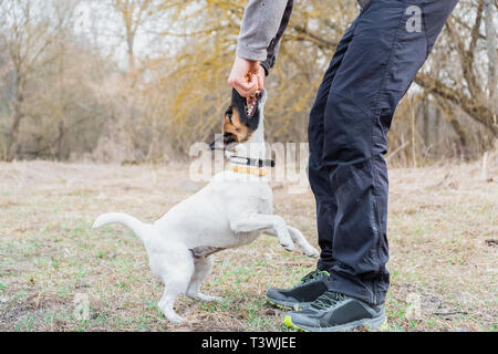 Smooth Fox Terrier Welpen spielt mit seinem Besitzer in einem Park. Junge Hund und eine Person verbringen die Zeit zusammen im Freien Stockfoto