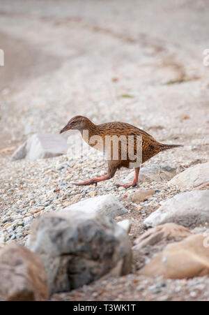 Gallicolumba australis oder Weka, ein endanged Arten flugunfähige Native Bird von Neuseeland. Auch als Maori Henne oder woodhen bekannt. South Island, Neuseeland. Stockfoto