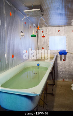 Ein Zimmer für die Aufzucht von Jungfischen. Badewanne für die Brj. Ein Fisch - Gärtnerei. Stockfoto