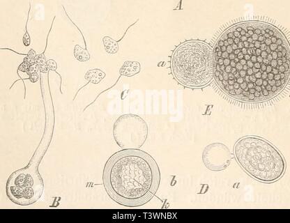 Archiv Bild von Seite 97 der Natürlichen Pflanzenfamilien nebst Sitemap Stockfoto