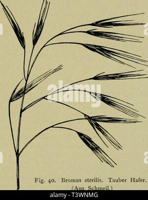Archiv Bild ab Seite 100 von Die Pflanzenwelt Deutschlands; Lehrbuch der Stockfoto