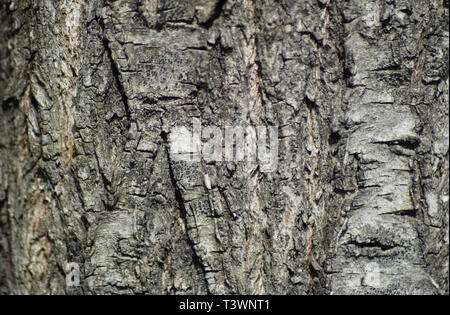 Hintergrund aus Pappel Rinde. Beschaffenheit der Rinde eines Baumes. Stockfoto