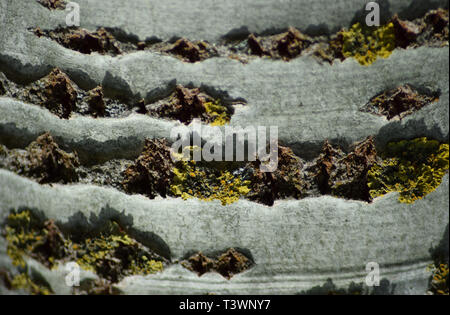 Hintergrund aus Pappel Rinde. Beschaffenheit der Rinde eines Baumes. Stockfoto