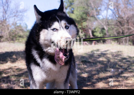 Lustige Husky Hund lacht und zeigt Zunge, sly dog, zufriedene Malamute stehen im Wald. Stockfoto