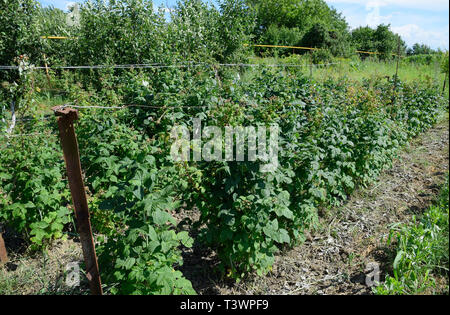 Die Betten Himbeeren Die Stangel Von Himbeeren Auf Einem Gitter