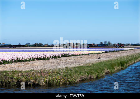 Lisse, Niederlande. 10 Apr, 2019. Lisse, Niederlande. 10 Apr, 2019. In Lisse, in den Niederlanden, finden Sie Keukenhof, einer der größten Blume der Welt Gärten, 1949 gegründet und erstreckt sich über eine Fläche von 32 Hektar, mit über 7 Millionen Glühlampen im letzten Herbst gepflanzt. Es ist geöffnet von Mitte März bis Mitte Mai, abhängig vom Wetter. Es ist für die bunte Tulpen, Narzissen, Hyazinthen und andere Blumen bekannt. Keukenhof ist auch einen Besuch wert, vor allem für den Blumenkorso, am 13. April 2019. Credit: Gonçalo Silva/Alamy leben Nachrichten Stockfoto