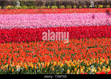 Lisse, Niederlande. 10 Apr, 2019. In Lisse, in den Niederlanden, finden Sie Keukenhof, einer der größten Blume der Welt Gärten, 1949 gegründet und erstreckt sich über eine Fläche von 32 Hektar, mit über 7 Millionen Glühlampen im letzten Herbst gepflanzt. Es ist geöffnet von Mitte März bis Mitte Mai, abhängig vom Wetter. Es ist für die bunte Tulpen, Narzissen, Hyazinthen und andere Blumen bekannt. Keukenhof ist auch einen Besuch wert, vor allem für den Blumenkorso, am 13. April 2019. Rund 1 Millionen Besucher aus der ganzen Welt besuchen Sie Keukenhof jedes Jahr. Credit: Gonçalo Silva/Alamy leben Nachrichten Stockfoto