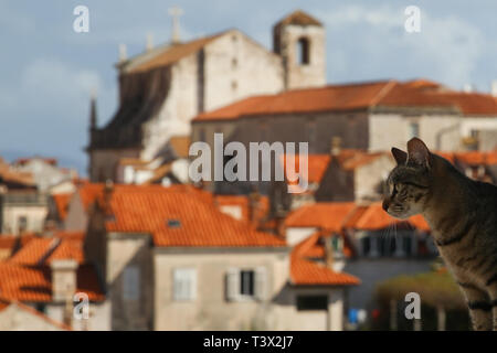 Peking, China. 11 Apr, 2019. Eine Katze ist in der Altstadt von Dubrovnik in Kroatien, 11. April 2019 gesehen. Im Süden von Kroatien, Dubrovnik ist eines der Ziele der berühmtesten Touristen" durch die Adria. Die Altstadt von Dubrovnik wurde als Welterbe der UNESCO in 1979. Credit: Zheng Huansong/Xinhua/Alamy leben Nachrichten Stockfoto