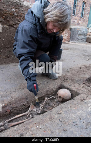 Greifswald, Deutschland. 12. Apr 2019. Archäologin Renate Samariter aus dem Mecklenburg-Vorpommern Landesamt für Kultur und Denkmalpflege ist die Reinigung bis ein Skelett auf der Ausgrabung in der Pommerschen Landesmuseum. Quelle: dpa Picture alliance/Alamy leben Nachrichten Stockfoto