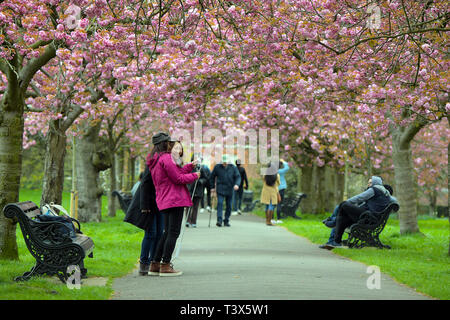 London, Großbritannien. 12 Apr, 2019. Kirschblüte in voller Blüte im Greenwich Park South London nach zwei Tagen helle Frühlingssonne. Die wetterforscher sind jedoch die Vorhersage Unter den Jahreszeiten durchschnittliche Temperaturen im April über dem Land für das kommende Wochenende. Vor milder Witterung treibt über das Land rechtzeitig zu Ostern. 12. April 2019 Credit: MARTIN DALTON/Alamy leben Nachrichten Stockfoto