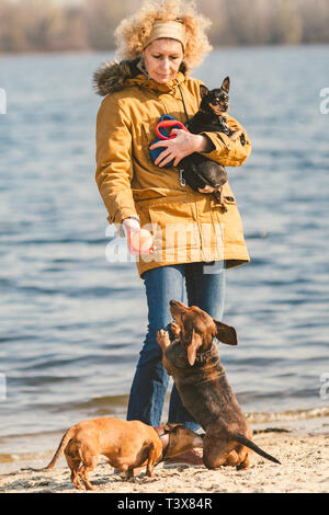 Betrifft viele haustiere, hund Liebhaber auf gehen. Erwachsener, Alter ältere Menschen kaukasischen Frau mit drei Hunden Rasse Dackel und Hände Toy Terrier Besitzer spielt mit Kugel d Stockfoto