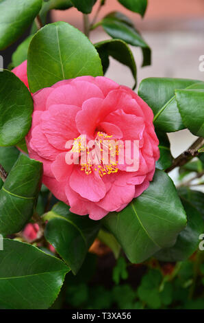 In der Nähe von Camellia 'Lady Campbell' im Garten Stockfoto