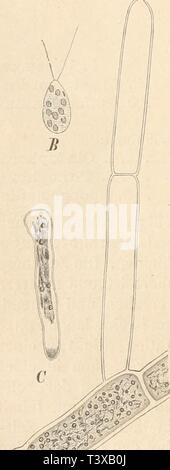 Archiv Bild ab Seite 135 von Die natürlichen Pflanzenfamilien nebst Sitemap Stockfoto