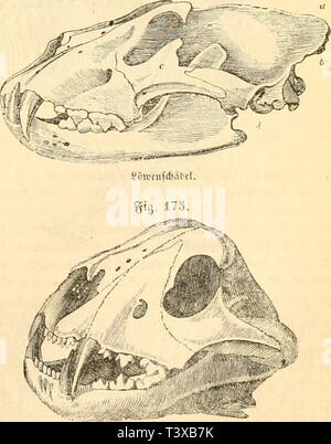 Archiv Bild ab Seite 138 von Die Naturgeschichte des Thierreichs (1859). Naturgeschichte des Thierreichs dienaturgeschich 01 gieb sterben jedes Jahr: 1859 Sd) neitejÃ ¤ w) ne (> iten fein fletav)) te Irenen. 5 DEE-M-À¤ À¤hne aber hÃ¼ten grofie, ftarfe, nur fdnnid) gefrÃ¼mmte Ãegel mit lUM - hinterer fehneitenter Seifte terev unt unt teiilliehen Ãnrdien, furtl) thare 'iBaffen jiim Singriff. 2 ic Bahl ter 5 atfvihne ifl Riegel nietrigfte t'ei 3 auhthieren iiherhaupt luMtommente, nur ich in ter ot'ern, 3 in ter untern 9 (ETI) e. SiainMi gleidit ter erflc obere gÃ¼efihn uoeli Einems tieften Slumvfe, ter Inioeeilen ganj anj Stockfoto