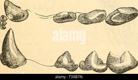 Archiv Bild ab Seite 138 von Die Naturgeschichte des Thierreichs (1859). Naturgeschichte des Thierreichs dienaturgeschich 01 gieb sterben jedes Jahr: 1859 gi. J. 172. UiUeic, - iiil) iucil! e Zas. Hii |; fiujd" Ich | lr' &Lt;. gig. 173. Stockfoto