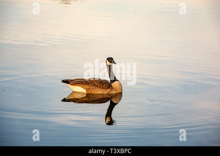 Eine kanadische Gans schwimmt und gleitet in ruhigen See Gewässer bei Sonnenuntergang an einem klaren Tag. Stockfoto